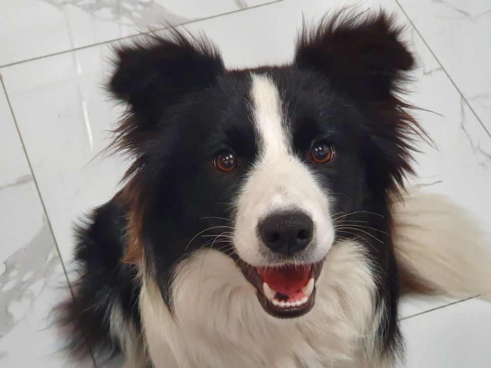 Royalash Border Collies